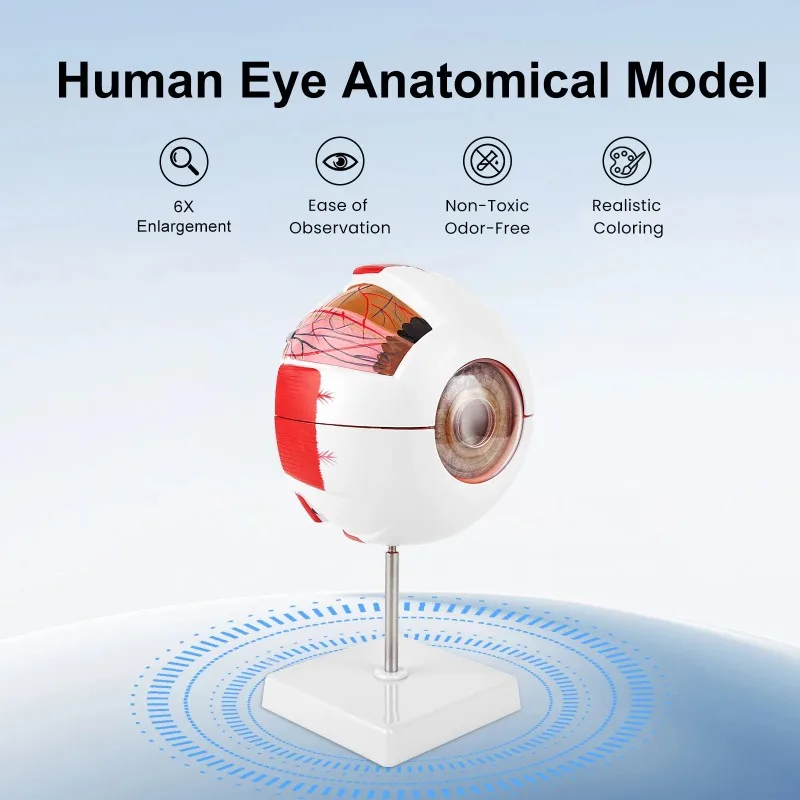 Eyeball Model Anatomical Eye Model Medical Learning and Teaching Instrument Medical Science Teaching Resources Eyelid 6 Times
