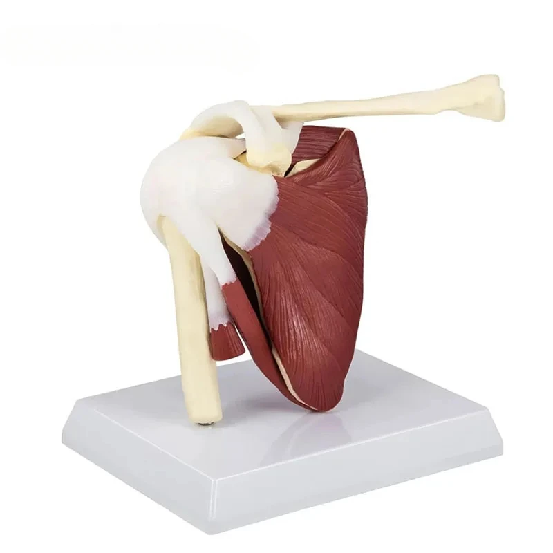 1:1 Human Skeleton Shoulder Scapula Clavicle Muscle Model Joint Functional Ligament Medical Teaching Aid
