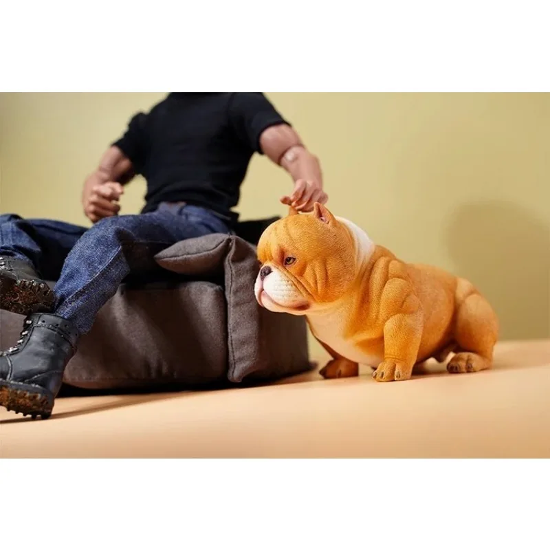 

JXK 1/6 Scale Mini Bully Resin Dog Wearing Collar Simulation Pet Dog Model for 12" Hobbies Toys Ornament