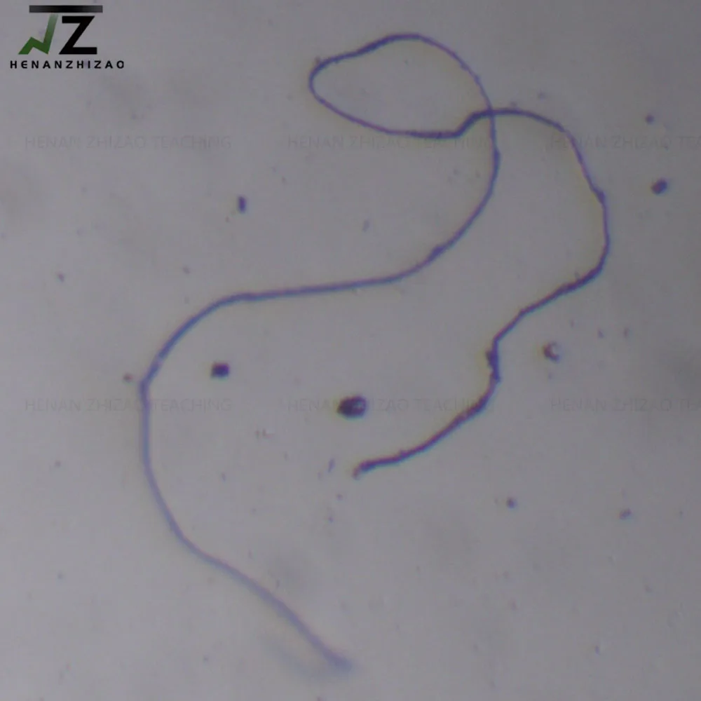 1 Piece Leishmania Donovani Promastigotes W.M Prepared Slides for Parasitology Sales