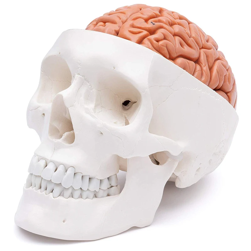 

Human Head Skull with Brain Anatomy Model Medical Science Teaching Resources Dropshipping