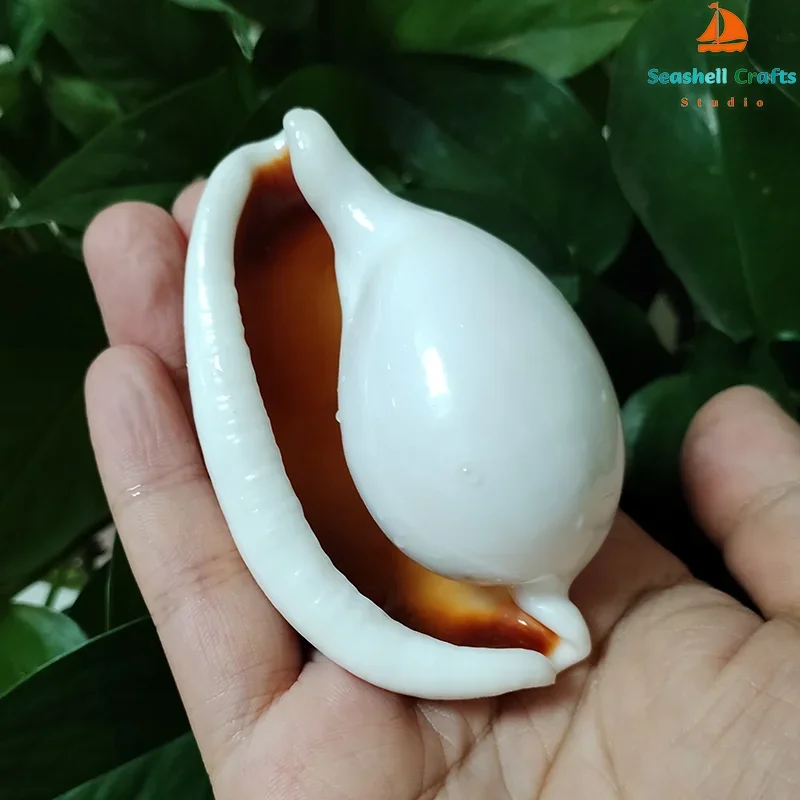 Natural Umbilical Ovula Seashell White Jade Oval-shaped Shell Conch Nautical Specimen Hermit Crab Fish Tank Wedding Home Decor