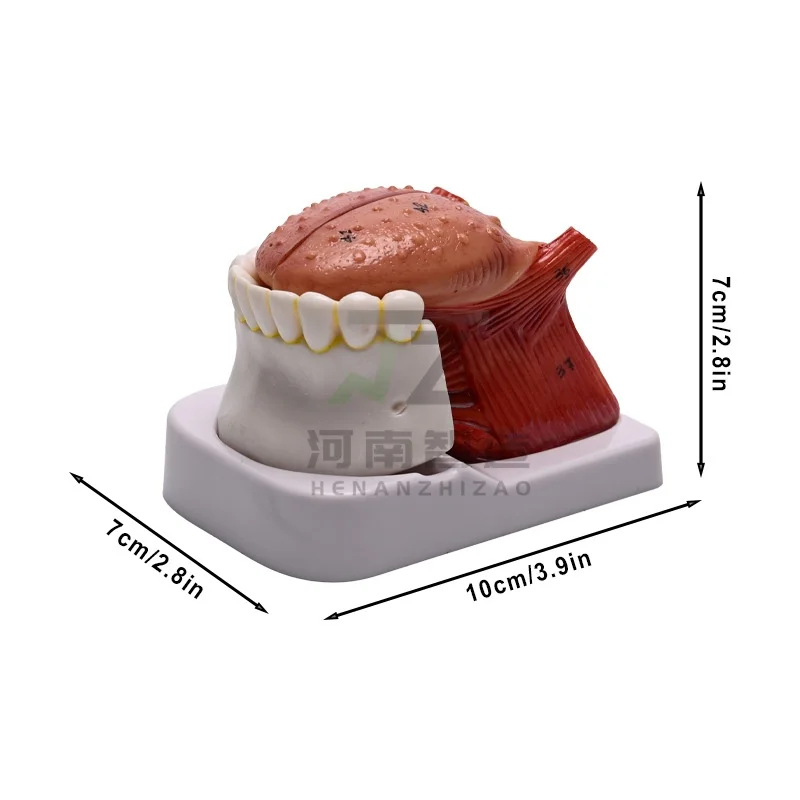

Медицинская модель зубов языка человека, оральные мышцы, анатомическая модель человека, стоматология, пищеварительная медицина, образец модели языка
