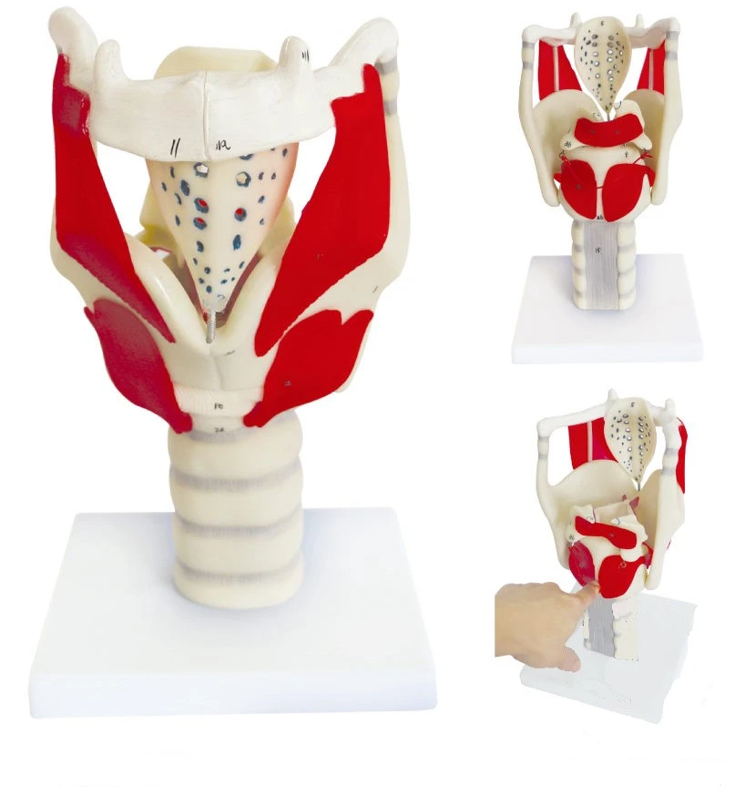 

Hot Structure and Function of Larynx Model,Human Anatomical Larynx model New