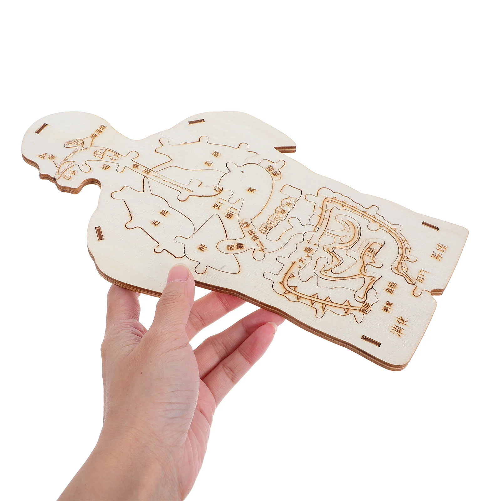 3 Pcs Wooden Plug Anatomy Toy Equipment Children Body Organs Cognitive Tool Toys