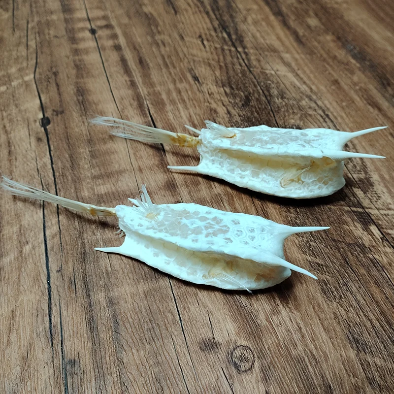 Real Long Horn Cowfish Skeleton Large Animal Fish Skull Specimen Lactoria Cornutus For Taxidermy Science Education