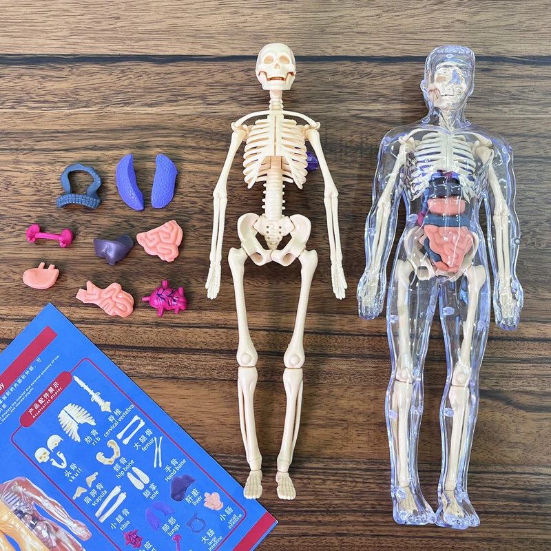 3D Human Skeleton Organ Anatomy Scientific Model Kit Kids Body Education Models Removable Simulation DIY Organ Assembly Model