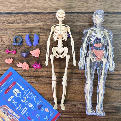 3D Human Skeleton Organ Anatomy Scientific Model Kit Kids Body Education Models Removable Simulation DIY Organ Assembly Model