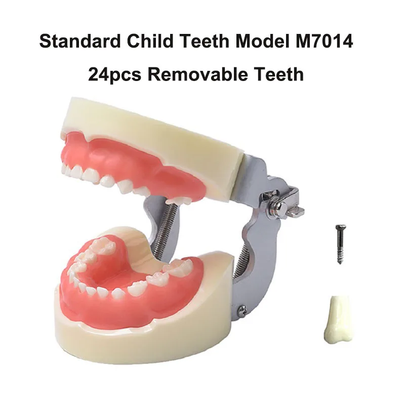 Dental Education Study Teeth Model M7014 Standard Soft Gum Child Tooth Model With 24PCS Teeth Dentistry Clinic Kids Teeth Model