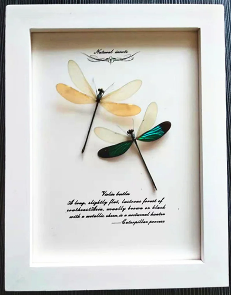 

Real butterfly Insect Dragonfly Specimen Birthday Gift Valentine's Day Gift Student Gift Wedding Gift home accessories