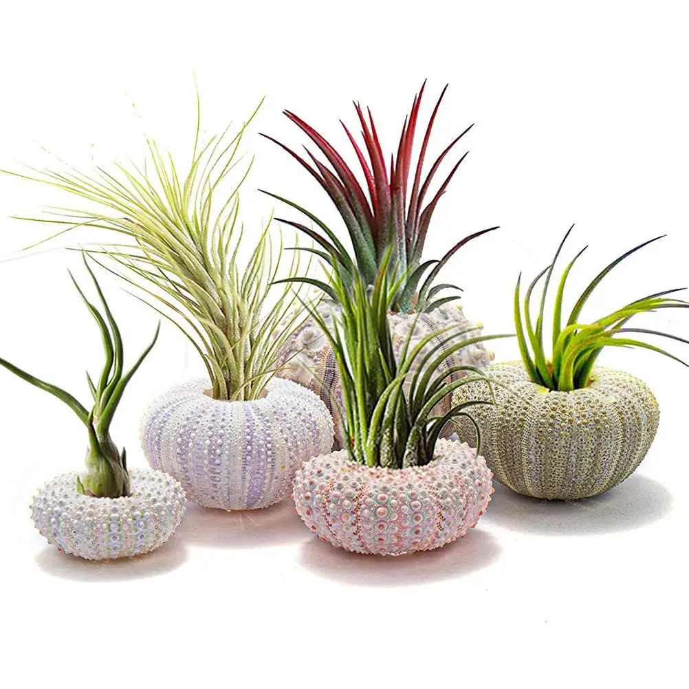 Zk20 Set of 5 seashell planters for hanging air plants