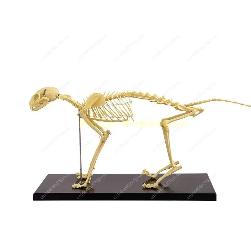 Cat Skeleton Anatomy Model Kit Anatomical Bones Specimen for Veterinary Teaching