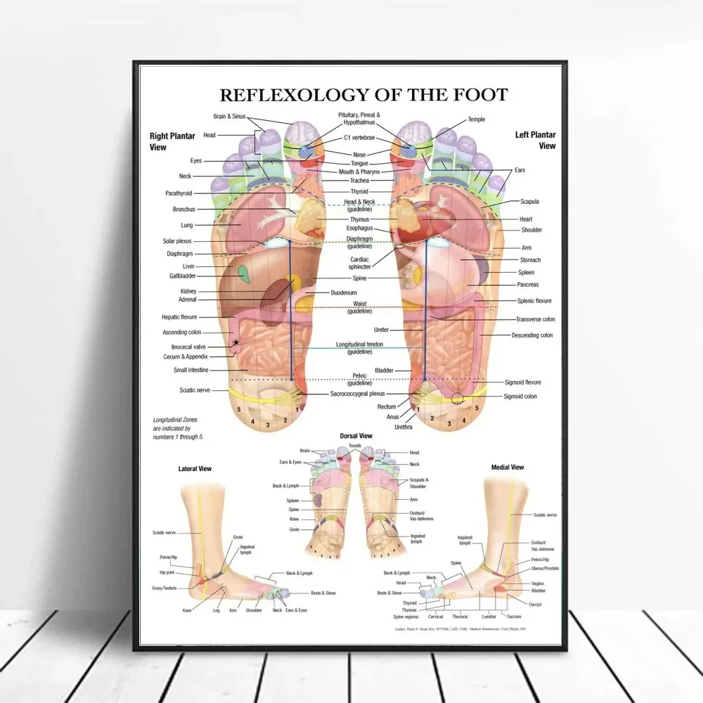 Trigger Points Anatomy Foot Reflexology Chart Study Canvas Painting Poster Prints Wall Art Picture Photo Gift Room Home Decor