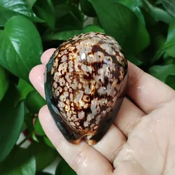 7-8CM Humpback Cowrie Seahells Tortoise Shells Shape Conch Natural Mauritia Mauritiana Wedding Decor Ocean Jewelry Coastal Gifts