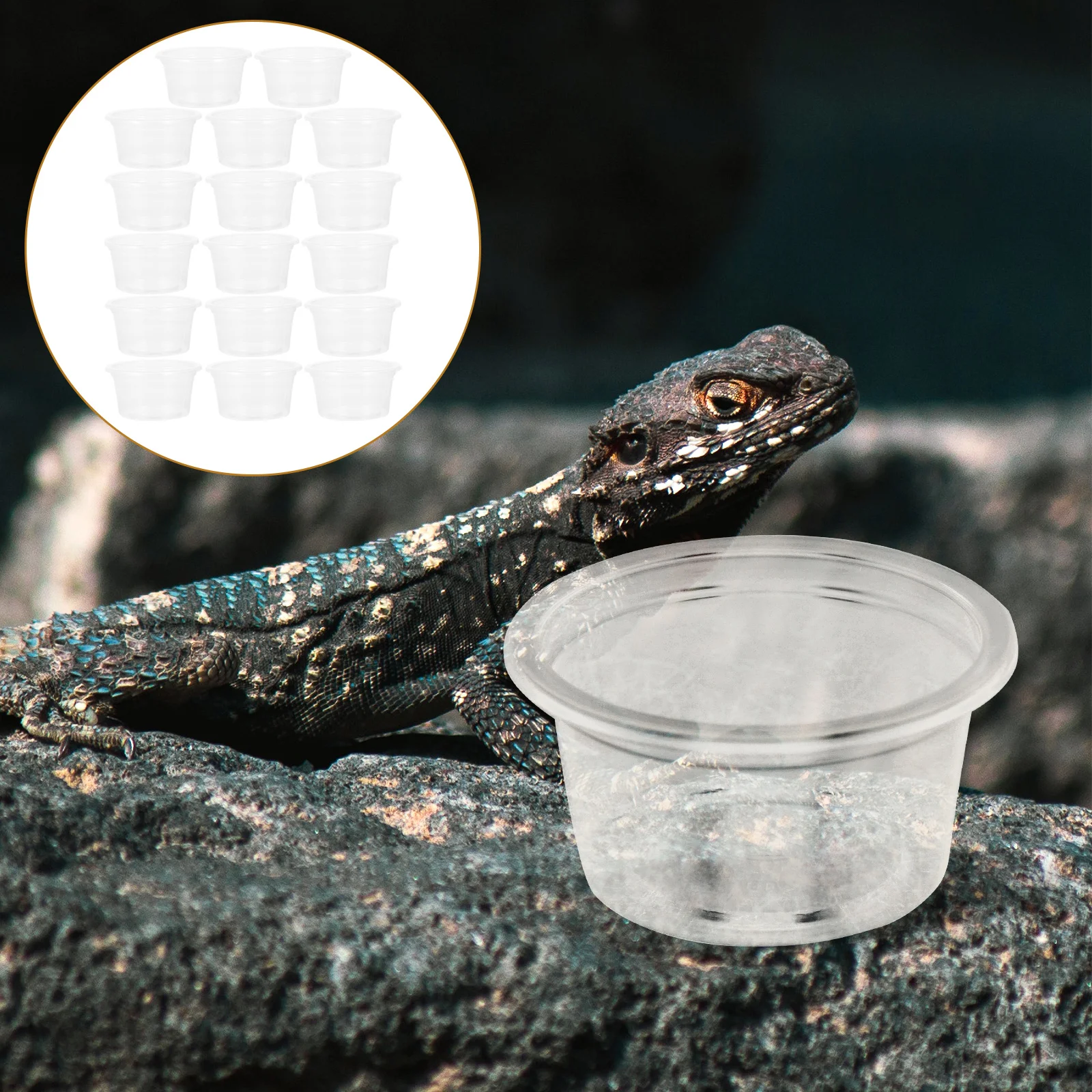 

20 Pcs Reptile Water Box Convenient Dish Daily Use Food Cup Leopard Gecko Compact Bowl Animal Supply Reusable Household