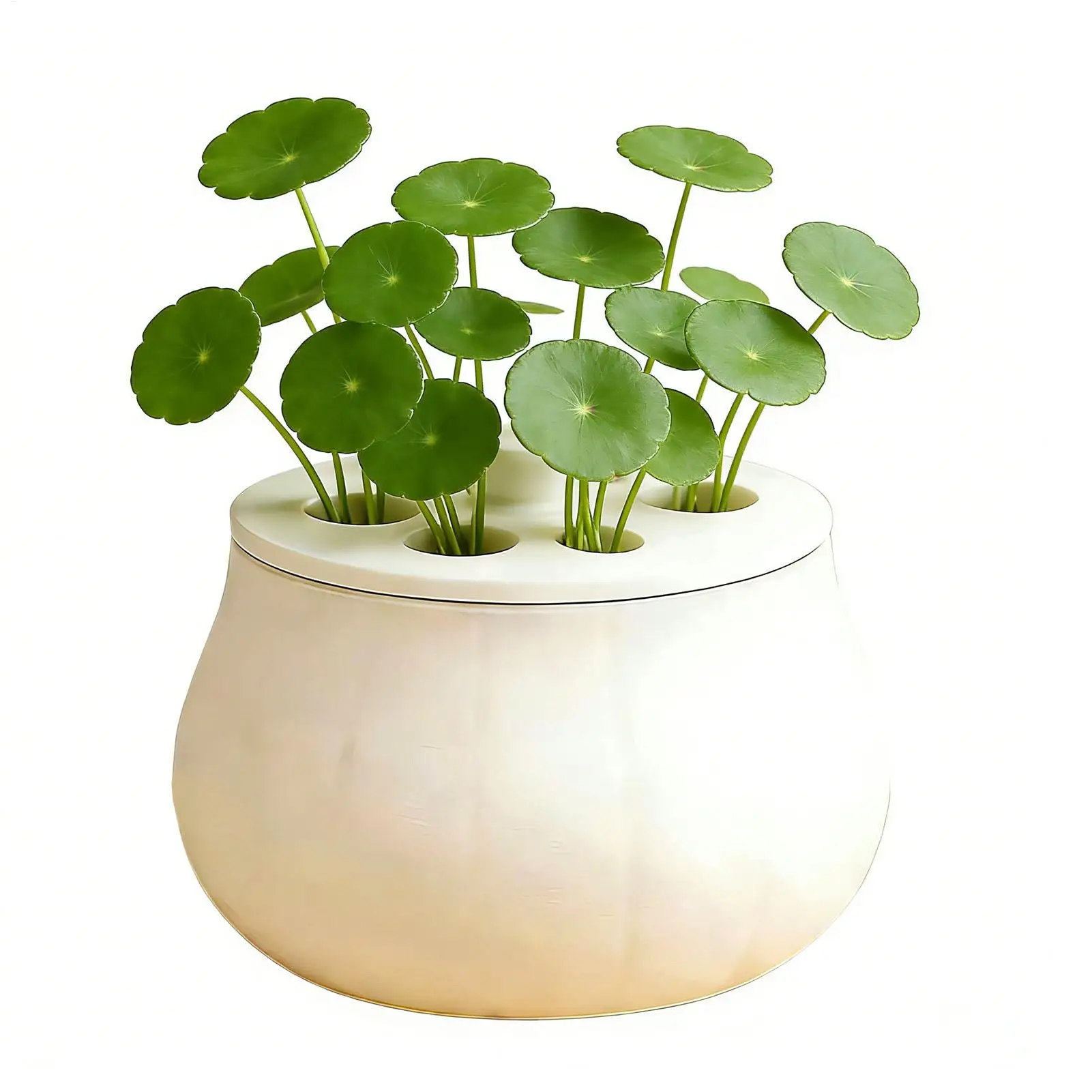 Propagation Jars with Fixed Lid Non Slip Container Sprout Maker Hydroponics Growing System for Plant Flower Garlic Hyacinth