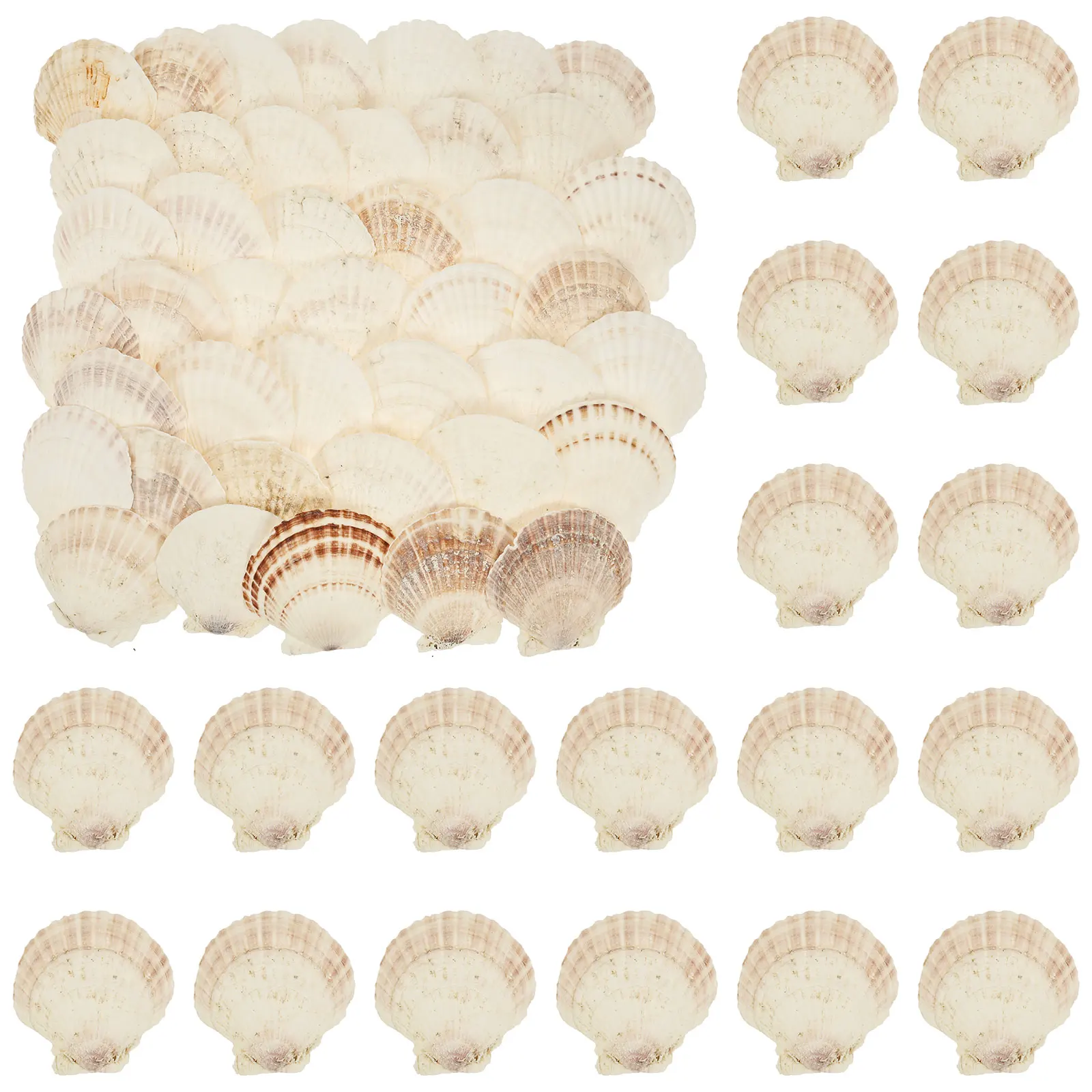 8/60Pcs Natural Scallop Seashells 4-5 inch for DIY Painting Projects Coastal Crafts Beach Theme Decor Aquarium Decorations