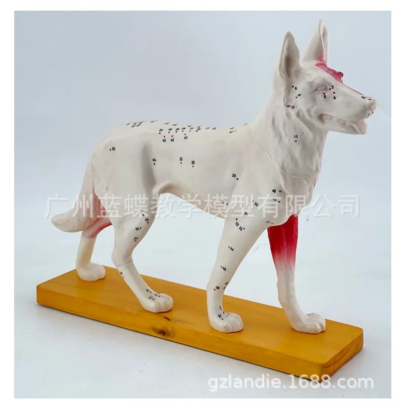 Animal Skeleton Dog Acupuncture Anatomical Acupoint Nursing Massage Model for Veterinary Medical Supplies