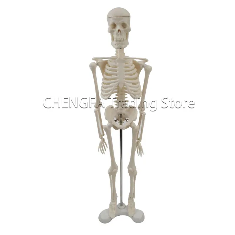 Adult Skeleton Model 45cm Human Skeleton Model Whole Body Spine Bone Model Bone Specimen Medical Supplies Sketch Art Supplies