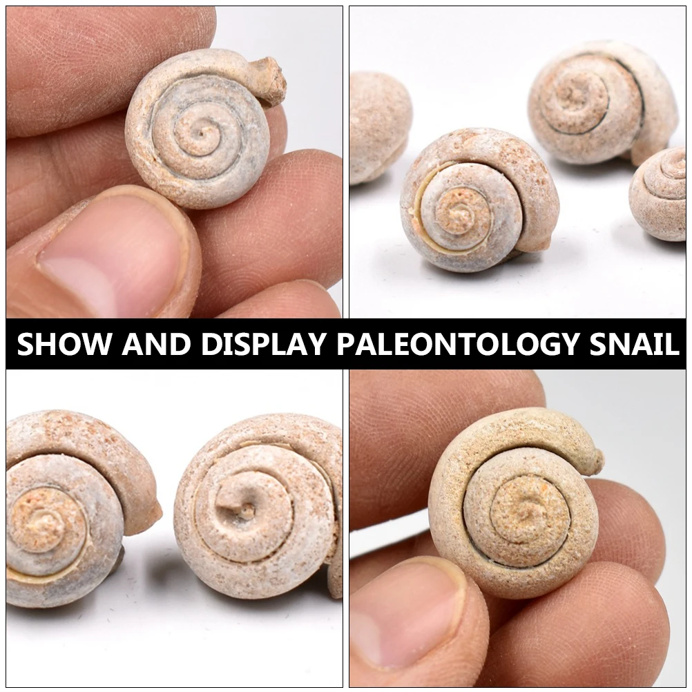 

4pcs Specimen Snail Sample Student Teaching Desktop Ornament Decoration Natural Adornment Specimen For