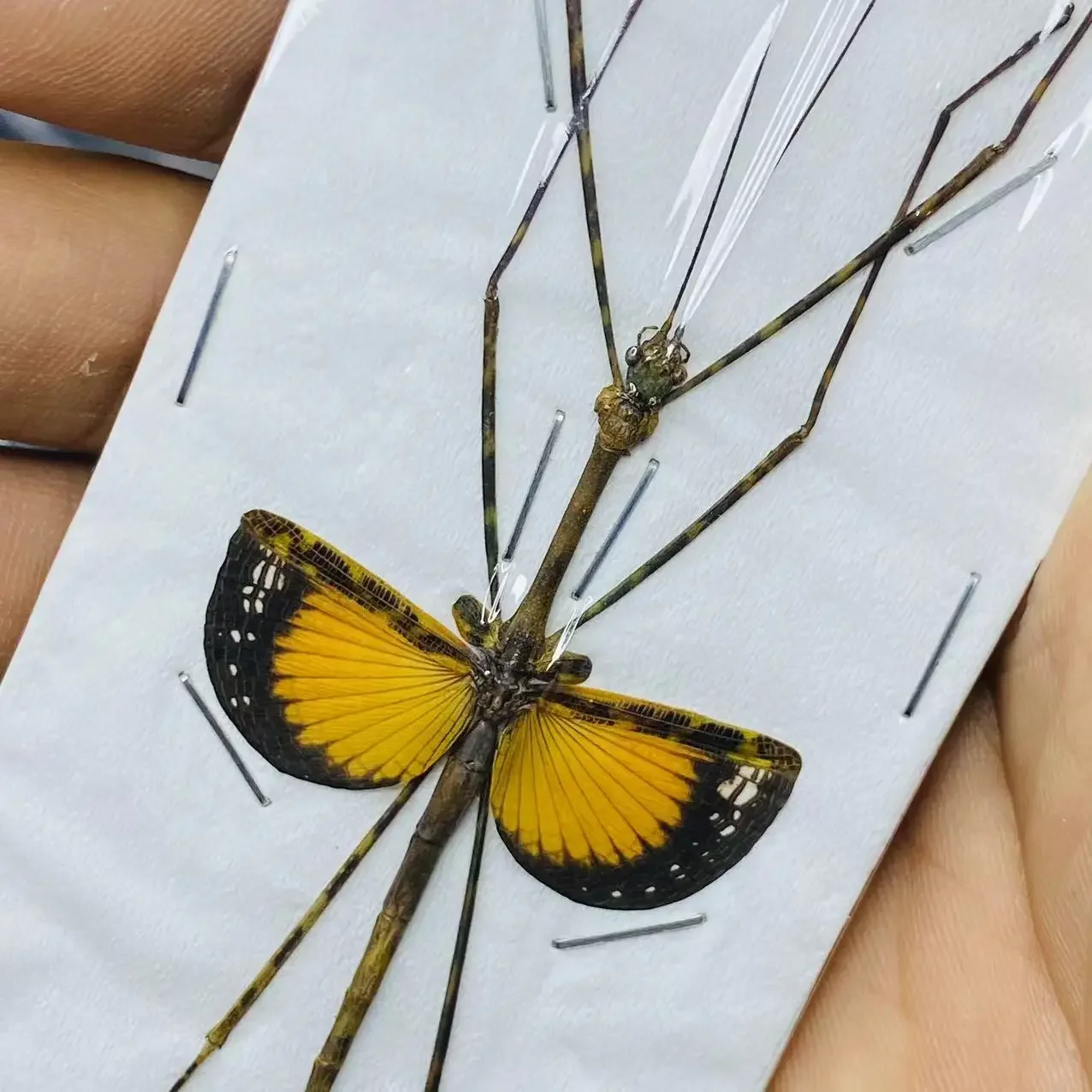 

Creobroter Gemmatus Real Insect Specimen Stick Insect Beetle Collection DIY Crafts Home Decoration Home Decoration Accessories