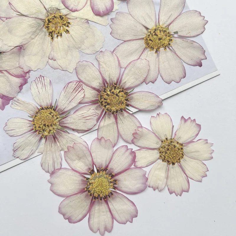 100Pcs Cosmos Dried Flower Pressed Plant Specimens Kidsren's Handmade Postcards Greeting Cards Bookmarks - view 5