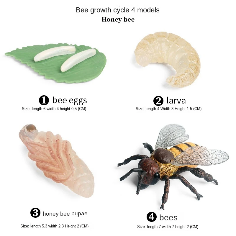 ABXF-16PCS تماثيل الحشرات دورة حياة فراشة العاهل، عسل النحل، سيكادا، الخنفساء، مشروع المدرسة التعليمية البلاستيكية