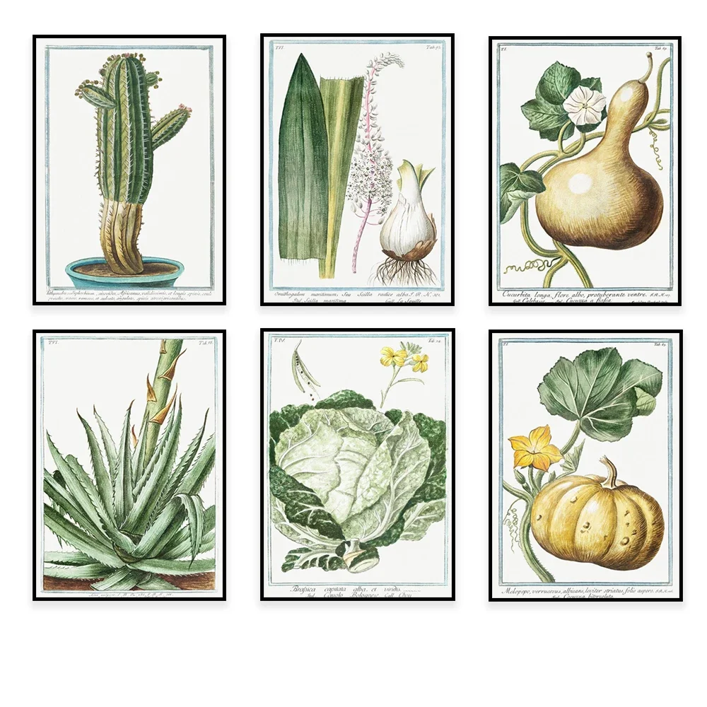 Giorgio Bonelli art print, cabbage, sea onion, cucumber, cactus, gourd, pineapple, water lily, orange blossom, botanical poster