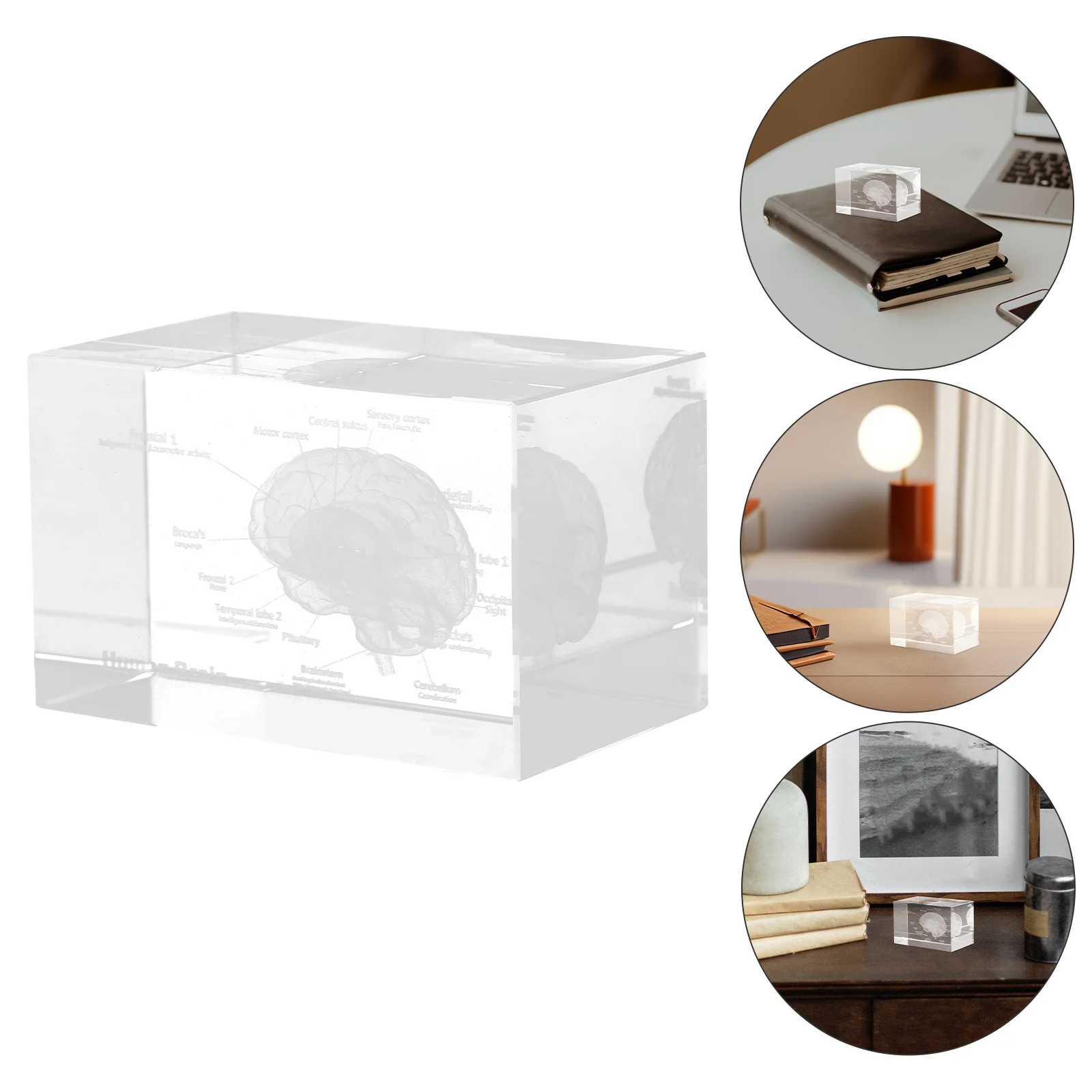 

Crystal Human Brain Anatomical Engraved Sculpture 3D Internal Structure Scientific Display Paperweight for Office Home