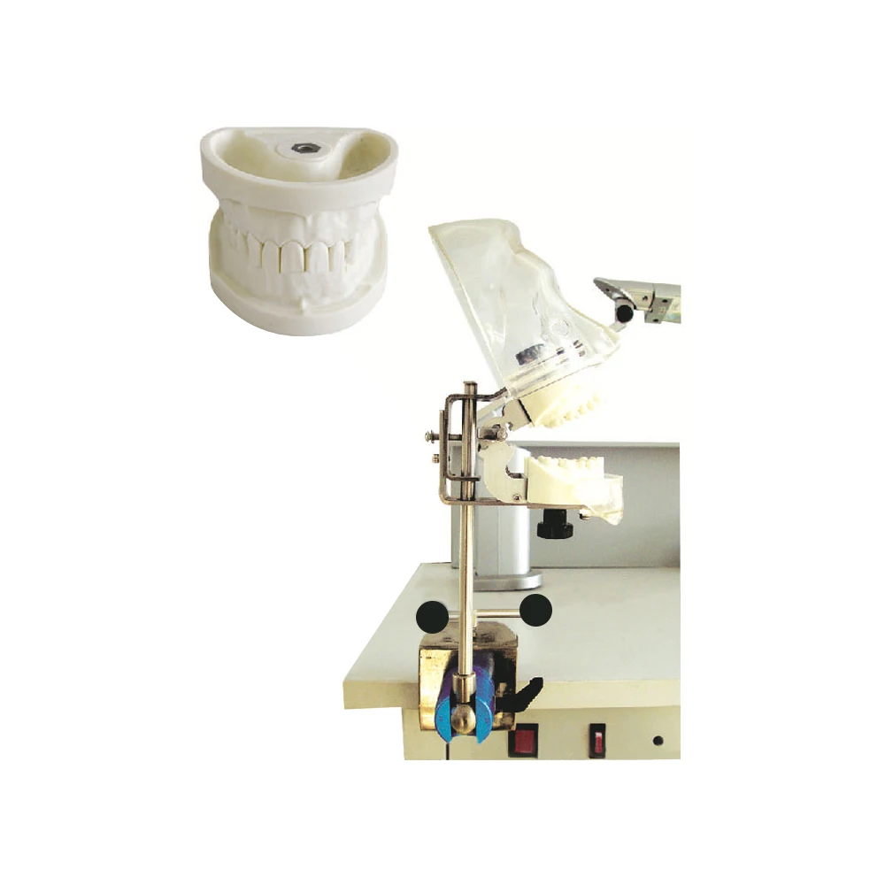 Teeth Model Natural Size SMD035714