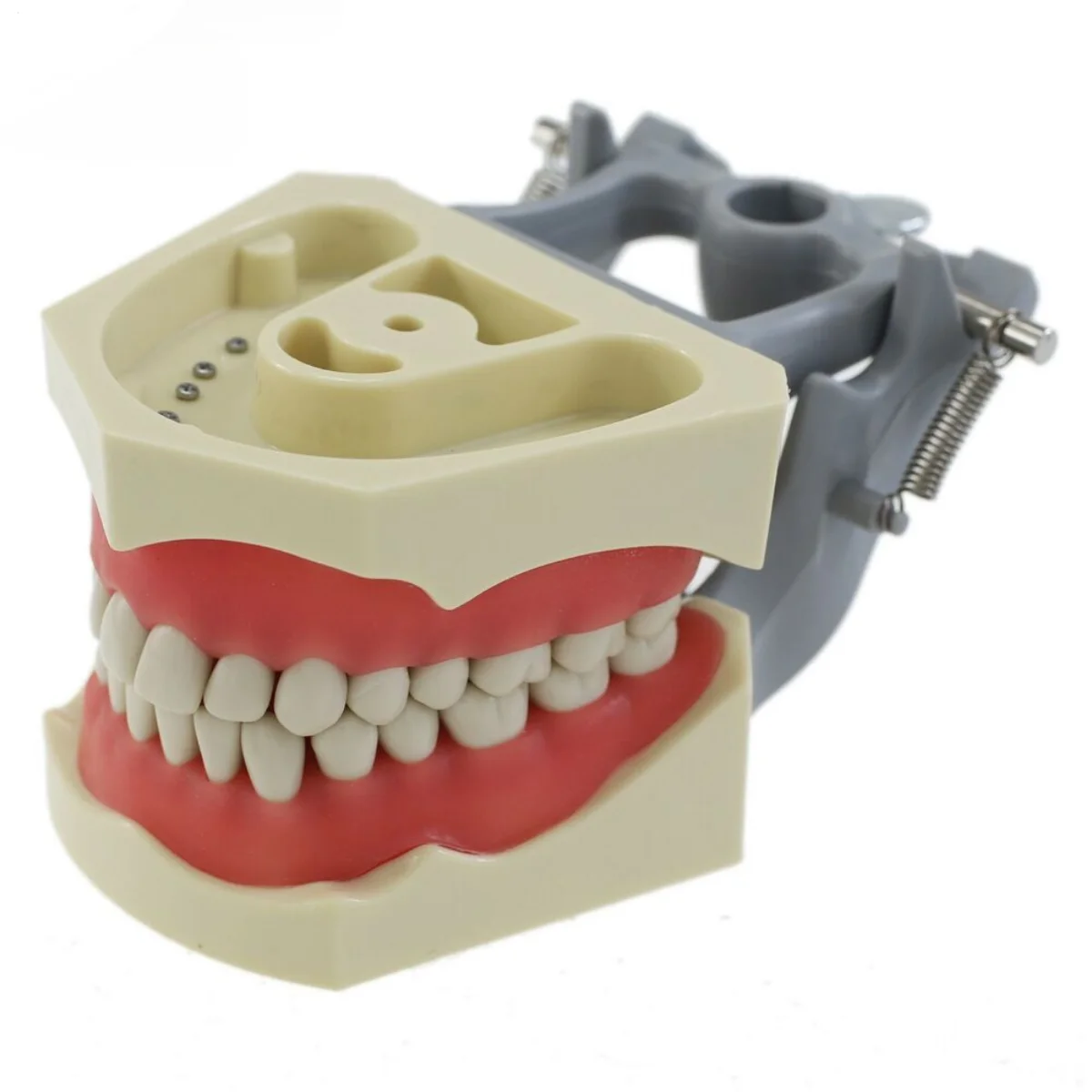 Dental Typodont Teeth Model Mounting Pole Fit Columbia, Kilgore Nissin, Frasaco and Other Name Brand Typodonts and Dentoforms