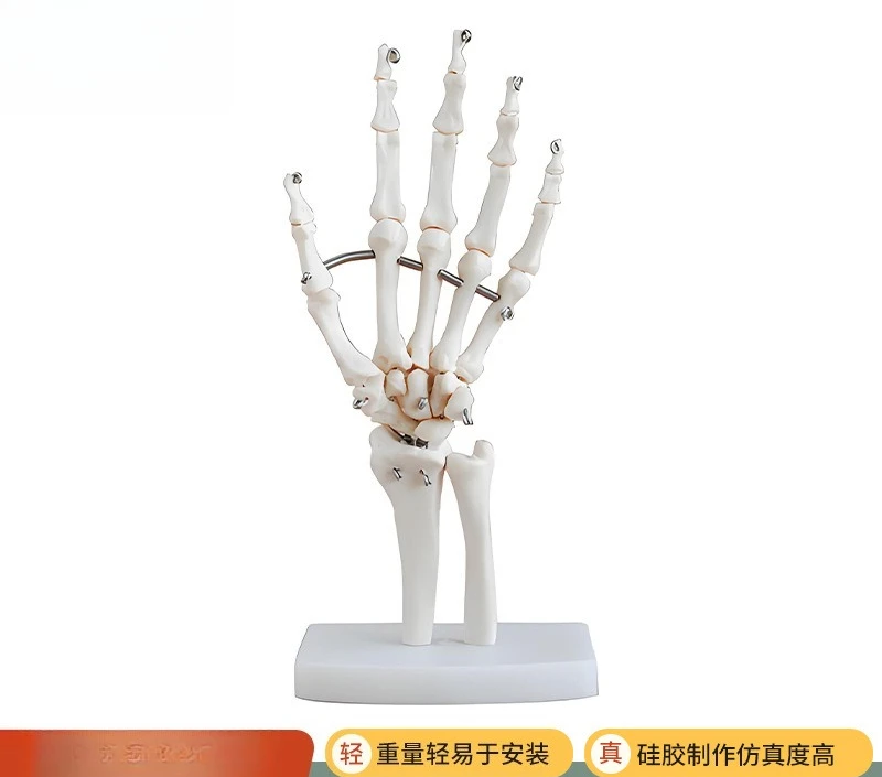

BQXC114 natural big hand joint model human skeleton hand joint teaching model natural hand joint model