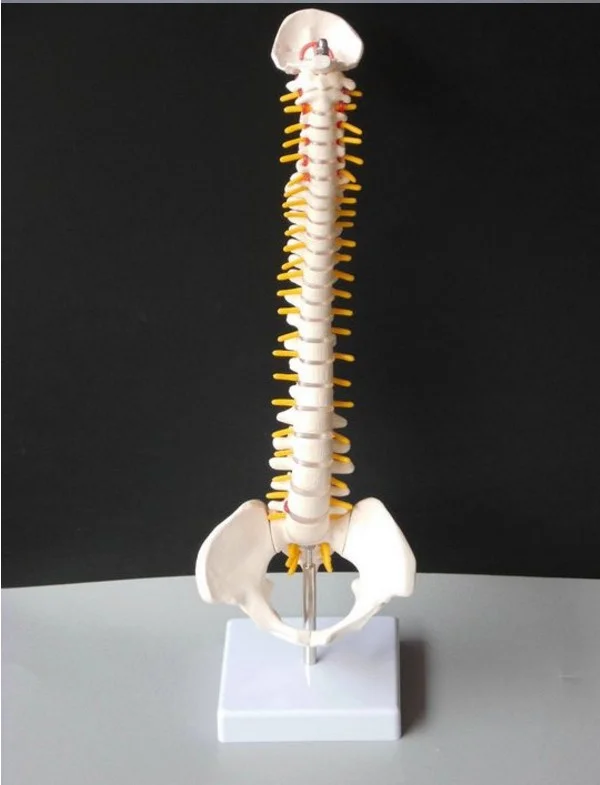 

Human Skeleton Model D1 45cm Sitting Posture Model for Medical Rehabilitation Training, Spine Model, Human Spine Model Teaching