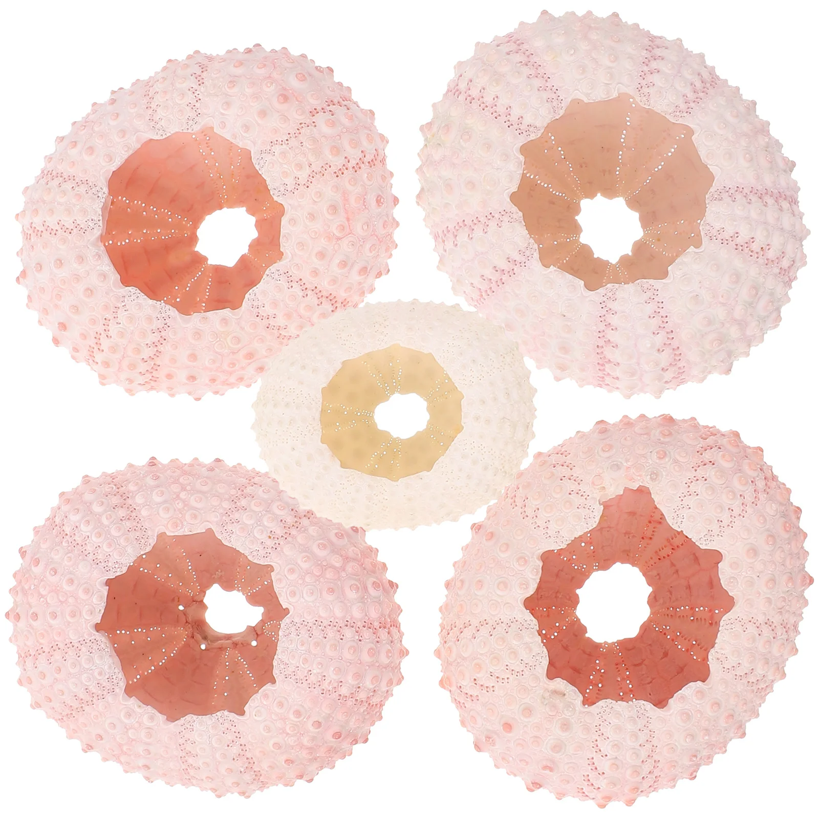 

5 Pcs Sea ​​ Shell Planter Large Holder Pot Succulent Planters Terrarium DIY Hand Craft Material Vase