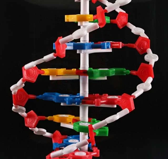 DNA double helix structure model High school DNA molecular structure model teaching aids Demonstration instrument