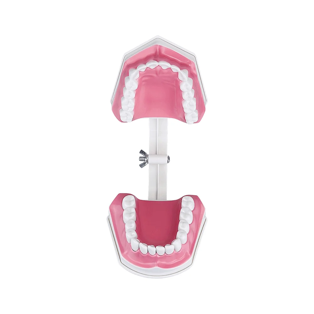 Dental Demonstration Model Standard Brushing Teeth Teaching Study Model With Toothbrush Dentistry Oral Medical Education Tools