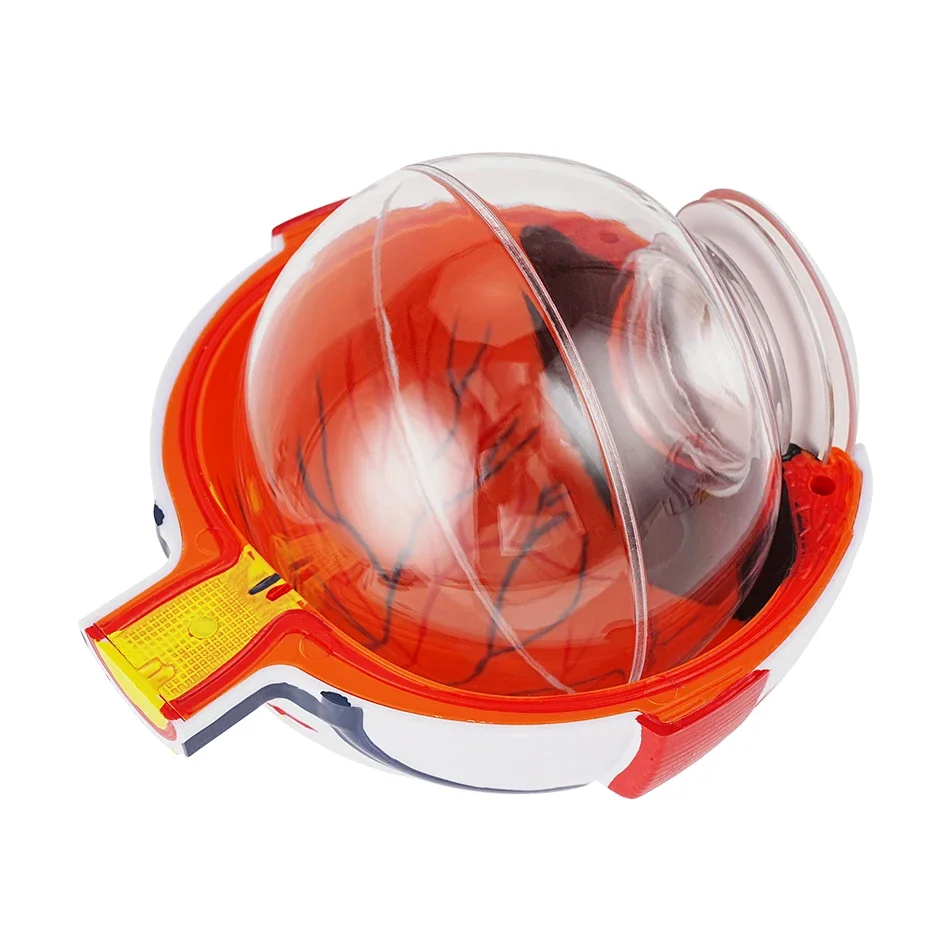 Anatomical Eye Model Eyeball Eyelid Model Disassemble 6 times Enlarged Optic Nerve For Eye Special Teaching