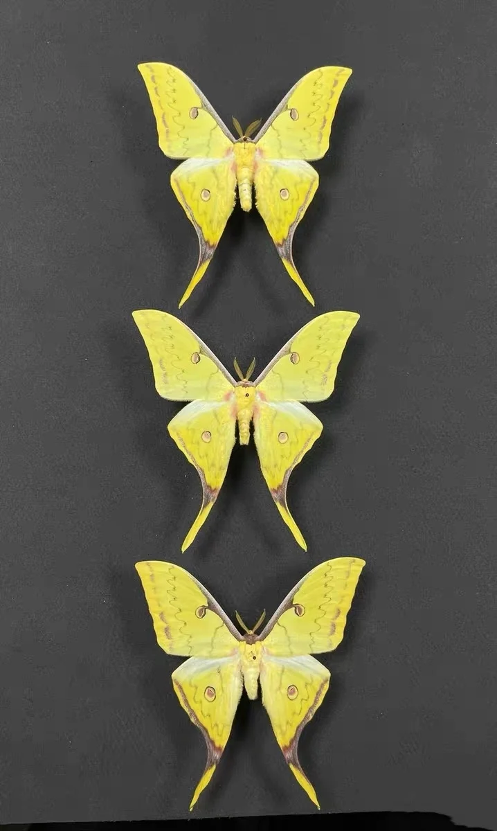 

1 PC Natural moth specimens (Actias sinensis）