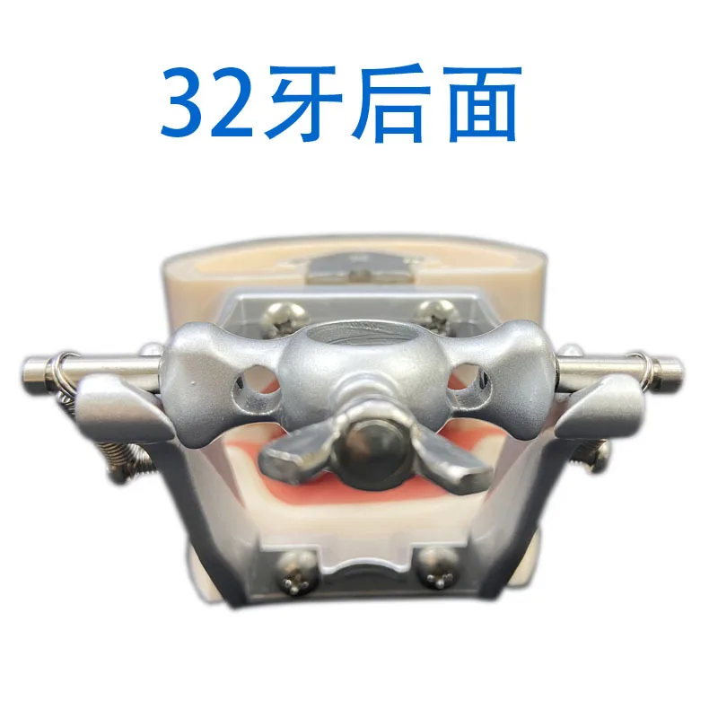 Modello di dente Modello di pratica per insegnare i denti da studio con display pulito multifunzionale