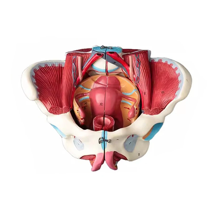 

4 Parts Disassembled Life Size Human Female Pelvis with Floor Muscle and Nerve Model Anatomy Genital Model