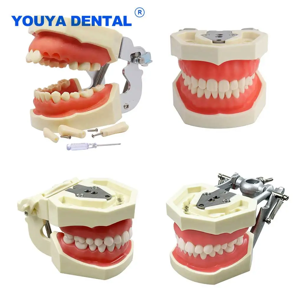 28歯の教育用模型-歯科用樹脂製タイポドントトレーニングモデル-歯肉・歯・顎模型-歯科医教育用デモンストレーション教材