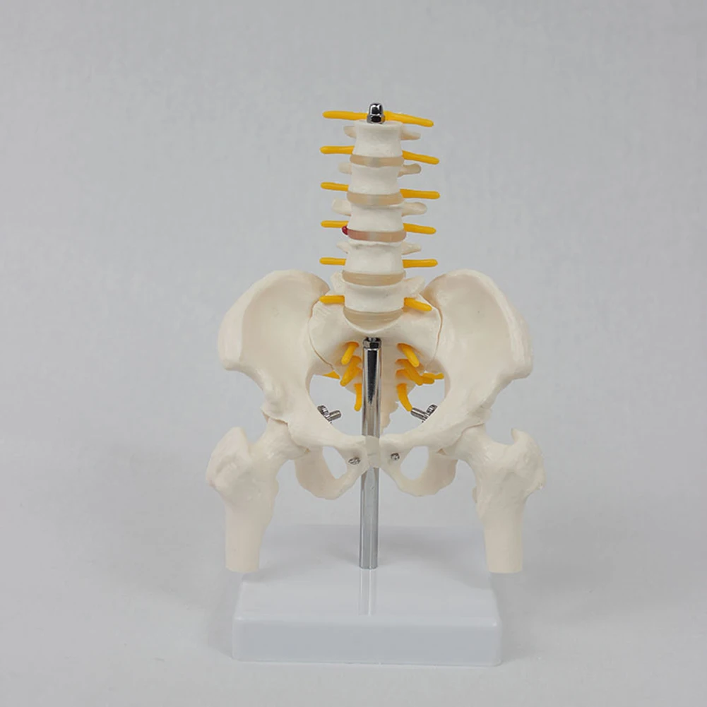 Modelo de columna vertebral de PVC para ortopedia, pélvico humano con cinco vértebras lumbares y férula, modelo de columna vertebral, modelo de