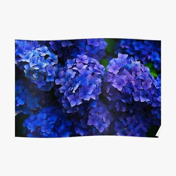 Purple Hydrangea Flower Blossoms  Poster Art Decoration Print Home Picture Vintage Mural Room Wall Funny Painting No Frame