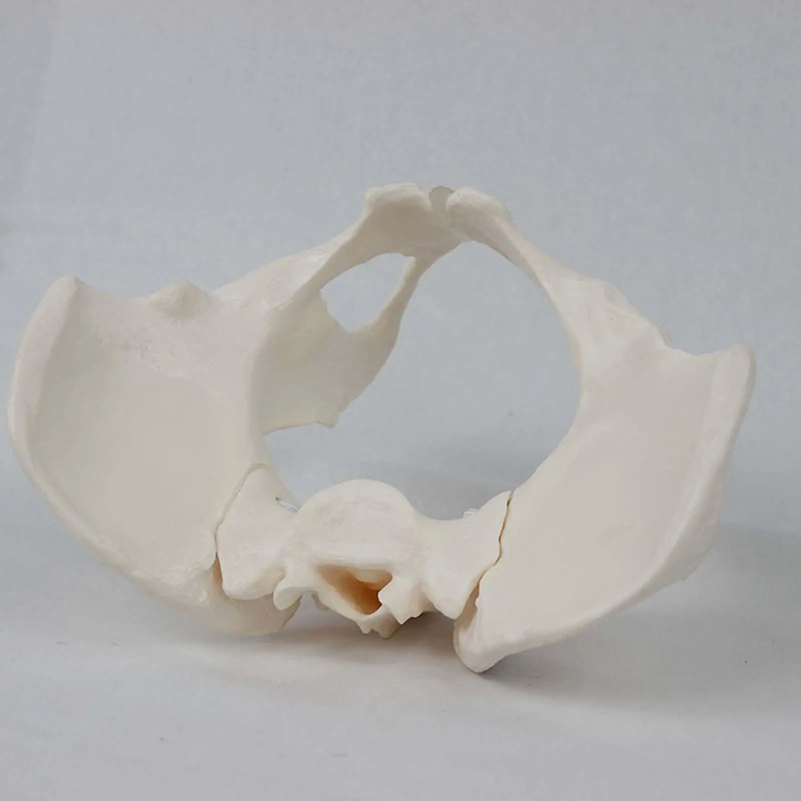 Flexible Female Pelvis Model Skeleton Medical Model for Medical Education Doctor Office Decor and Anatomical Learning Aid