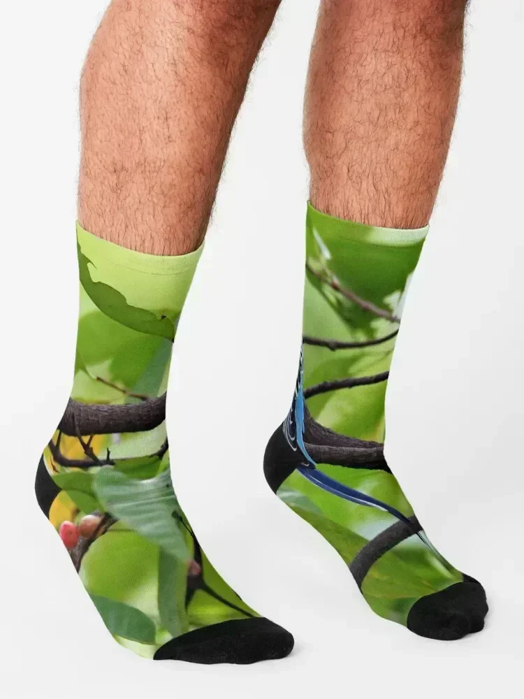 parakeet Socks Stockings man ankle luxe warm winter Luxury Woman Socks Men's