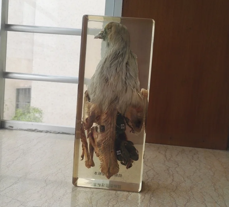 Pigeon Dissection SpecimenTransparent Resin Embedded Specimen Teaching Animal Specimens