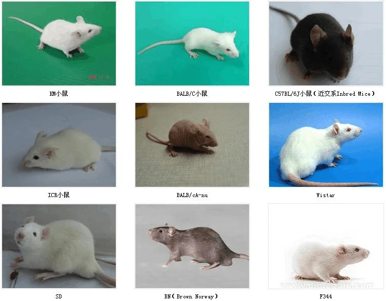 

Металлические передние и задние амортизаторы TKR5428 TKR5429 TKR5401 MT410 для TEKNO, комплект металлических модернизированных деталей для радиоуправляемых машин, аксессуары для RC-моделей