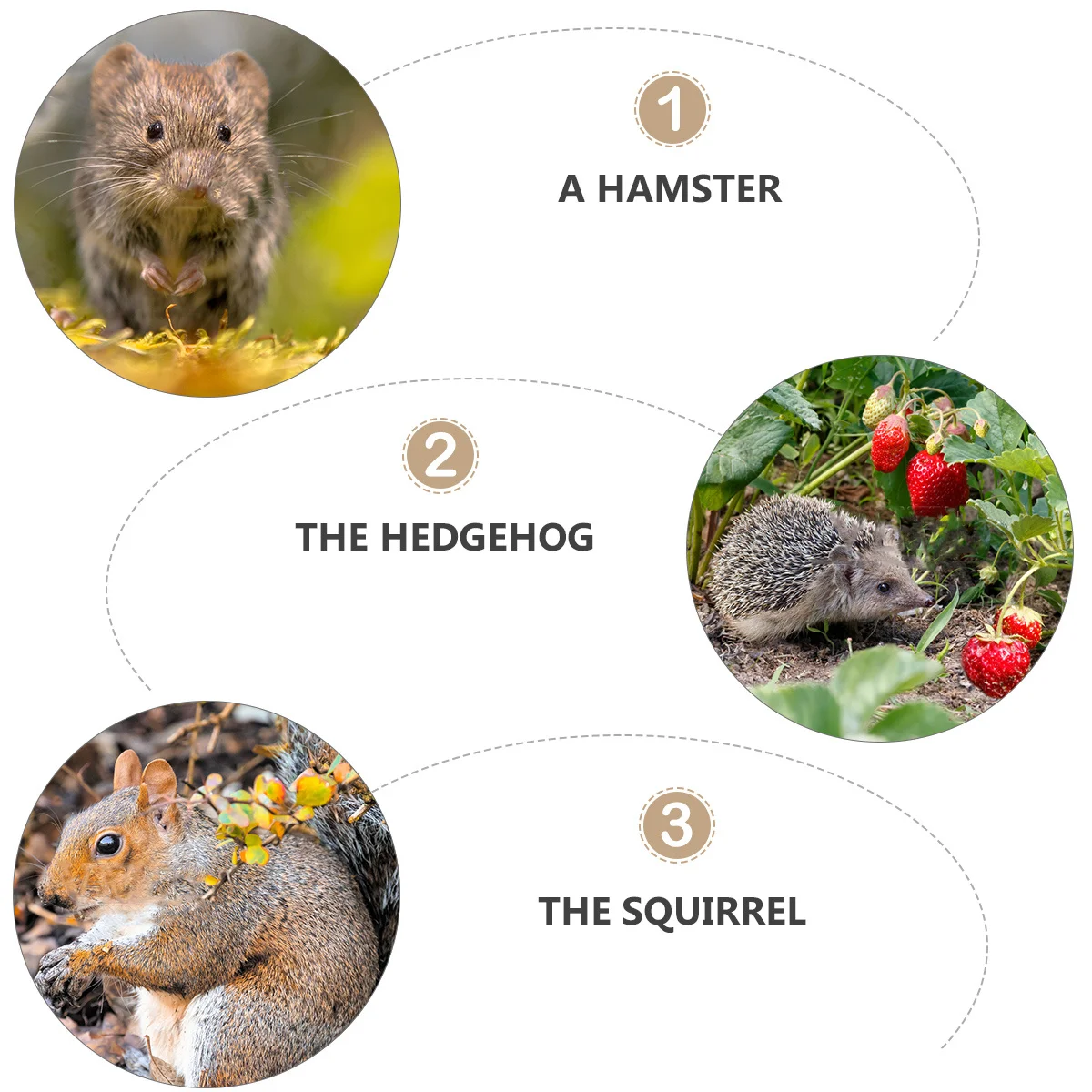 

Hamster Glass Litter Box Heavy Durable Safe Potty Training Pan Indoor Use for Hedgehog Sugar Glider Guinea Pig Squirrel Rabbit