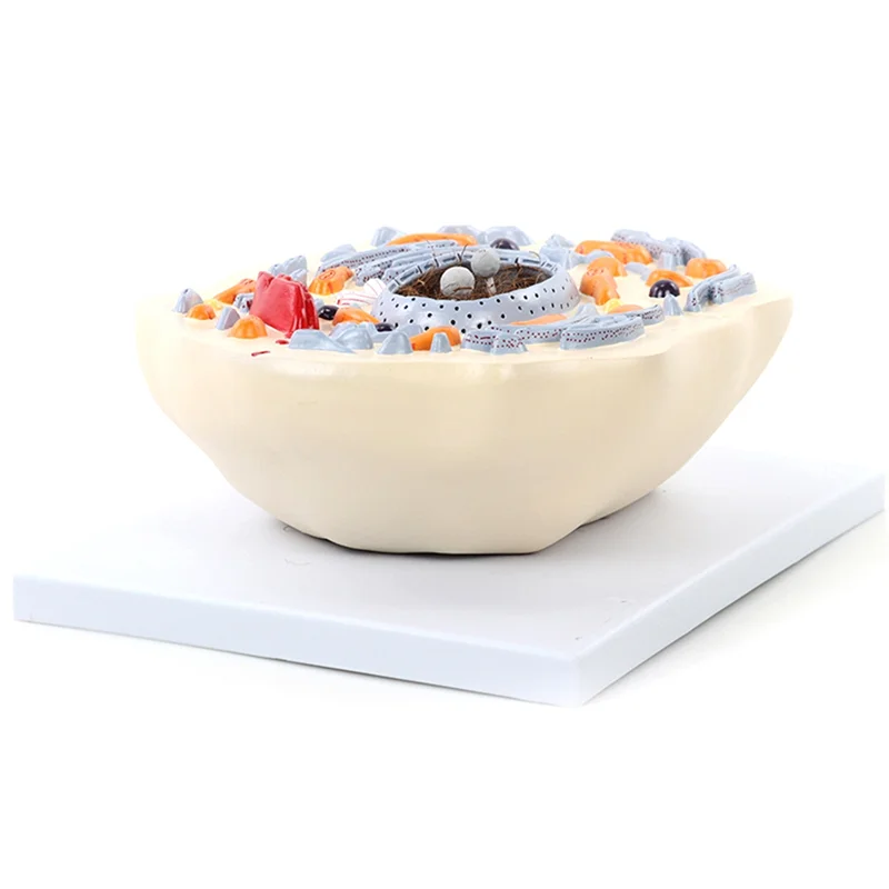 Animal Cell Model Microstructure Anatomical Model Middle School Biology Teaching Biological Cell Equipment Model