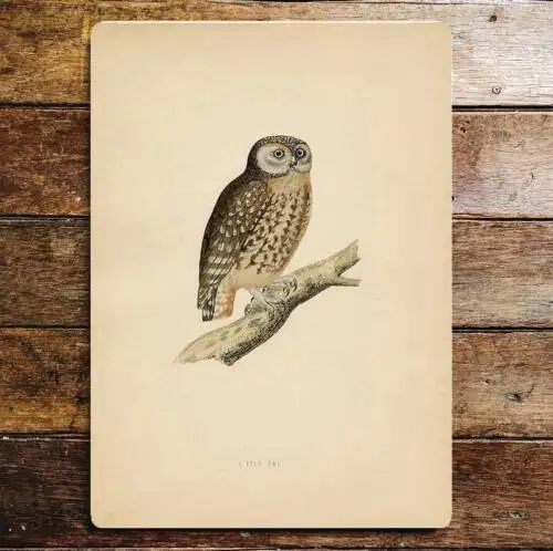 Brown owl perched on branch metal  sign plaque